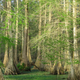 Land (not the plaintiff’s) in St. Martin Parish, Louisiana.